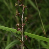 Liparis nervosa (Thunb.) Lindl.